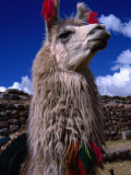 Buy Decorated Llama, Cuzco, Peru at AllPosters.com