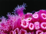 Jewel Anemones Cover the Rails of Rainbow Warrior Ship Near Cavalli Islands, New Zealand