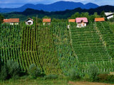 Buy Vineyards in Zagorte Region, Croatia at AllPosters.com