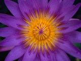 Buy Purple and Yellow Flower, Malaysia at AllPosters.com