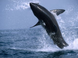 Great White Shark (Carcharodon Carcharias) Jumping out of the Water, False Bay, South Africa