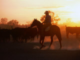 Drover Mustering Cattle,South Australia, Australia