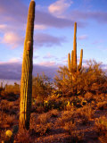 Cacti with Clouds in Background, Saguaro National Park, USA