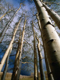 Buy Aspen Trees in Spring, Utah, Utah, USA at AllPosters.com