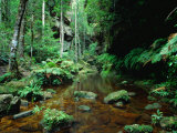 Temperate Rainforest at Greaves Creek, Feature of Grand Canyon Walk Blue Mountains NP, Australia