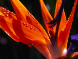 Close-Up Detail of a Bird of Paradise (Strelitzia Reginae) Plant, Honolulu, Oahu, Hawaii, USA