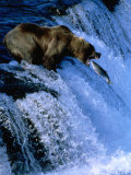 Buy Brown Bear (Grizzly) Fishing at Waterfall, Alaska, USA at AllPosters.com