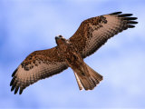 Immature Galapagos Hawk in Flight, Galapagos, Ecuador