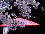 Red Umbrella and Cherry Blossoms, Kyoto, Japan