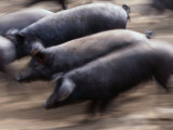 Black Iberico Pigs, Andalucia, Spain