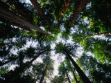 Tall Canopy of the Redwoods, Redwood National Park, California, USA