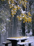 Buy Outdoor Picnic Table Laden with Snow and Leaves, Waterton Lakes National Park, Alberta, Canada at AllPosters.com