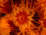 Buy Cup Coral (Tubastrea Coccinea) off Walker's Cay, Walker's Cay, Bahamas at AllPosters.com