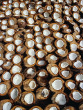 Buy Coconuts Drying Beside Road in Candidasa, Candidasa, Bali, Indonesia at AllPosters.com