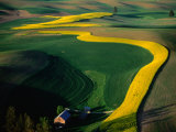 Buy Aerial View of Canola Fields in Palouse Hills Region, Washington, USA at AllPosters.com