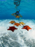 Snorkeller Looking at Cusion Sea Stars Near Marsh Harbour, Marsh Harbour, Bahamas