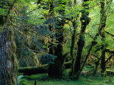 Buy Trees in Hoh Rainforest, Olympic National Park, USA at AllPosters.com