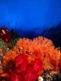 Soft Corals Atop Stillwater