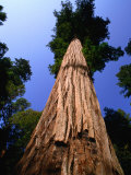 Buy The World's Tallest Redwood Tree (110.1M), Humboldt Redwoods State Park, USA at AllPosters.com