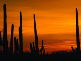 Buy Sunset Over Cacti, Saguaro National Park, USA at AllPosters.com
