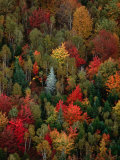 Buy Fall Colours of the Forest, Lubec, Maine, USA at AllPosters.com