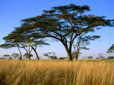 Acacia Trees on Serengeti Plains, Serengeti National Park, Tanzania