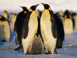 Emperor Penguins with Chick, Dawson-Lambton Glacier, Weddell Sea, Antarctica