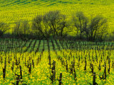 Vineyard Covered in Mustard Blossoms, Napa Valley, USA