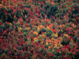 Buy Fall Colour in the Treetops, Machias, Maine, USA at AllPosters.com