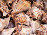 Shells for Sale, Loutro, Crete, Greece