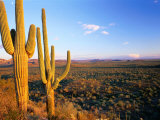 Saguaro Cactus (Carnegiea Gigantea) in Desert Superstition Mountains, Arizona, USA