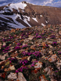 Buy Mt. Lincoln, Colorado, USA at AllPosters.com