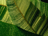 Buy Banana Palm Frond Detail, USA at AllPosters.com