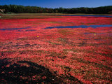 Buy Cranberry Bog, Between Onset and Buzzards Bay, Massachusetts, USA at AllPosters.com