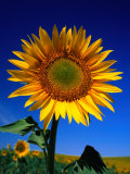 Sunflower Detail Near Tarancon, Cuenca, Castilla-La Mancha, Spain