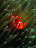 Buy Clown Anemone Fish (Amphiprion Perideraion) Hiding, Solomon Islands at AllPosters.com