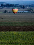 Hot Air Ballooning Over Fields, Napa Valley, USA