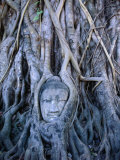 Buddha Statue in Tree at Ayuthaya Historical Park, Ayuthaya Historical Park, Thailand