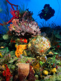 Diving in Colourful Reef, South of Scott