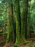 Buy Myrtle Beech (Nothofagus Cunninghamii) in Mersey Valley Rainforest, Tasmania, Australia at AllPosters.com