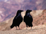 Two Ravens at Dantes View, Death Valley National Park, USA