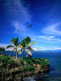 Buy Birds Flying Over Palm Trees at Swan Key, Bocas Del Toro Islands, Panama at AllPosters.com