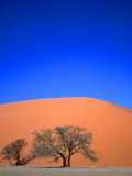 Tree and Sand Dune, Namib Desert Park, Namibia