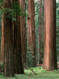 Coast Redwood Trees, Humboldt Redwoods State Park, USA