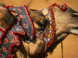 Buy Camel at Pushkar Camel Fair, Pushkar, India at AllPosters.com