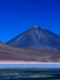 Flamingos Beneath Licancabur Volcano, Lake Blanca, Bolivia