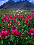 Wildflowers at Sneffels Ridge, Colorado, USA