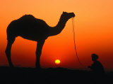 Buy Camel and Herder Silhouetted at Sunset, at Camel Fair, Pushkar, Rajasthan, India at AllPosters.com