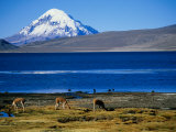 Vicuna along Shoreline of Lago Chungara with Volcano Sajama in Background, Lauca Nat. Park, Chile
