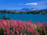 Buy Fireweed on Shores of Tagish Lake System, Fraser, British Columbia, Canada at AllPosters.com
